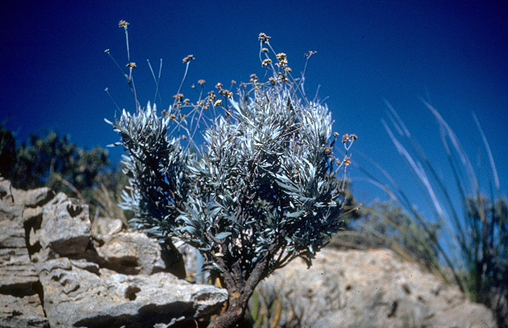 Gayulepflanze in Arizona