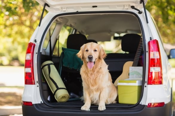 Hund im Auto transportieren: Worauf zu achten ist und Tipps